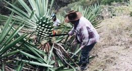 Más de 1,300 agaveros obtienen certificación Agave Responsable Social Más de 1,300 agaveros obtienen certificación Agave Responsable Social
