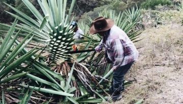 Más de 1,300 agaveros obtienen certificación Agave Responsable Social