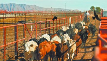 Ganaderos de Jalisco alertan por riesgo sanitario y presión de importaciones
