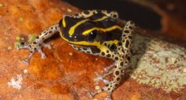 Descubren nueva especie de rana venenosa en Amazonía de Perú