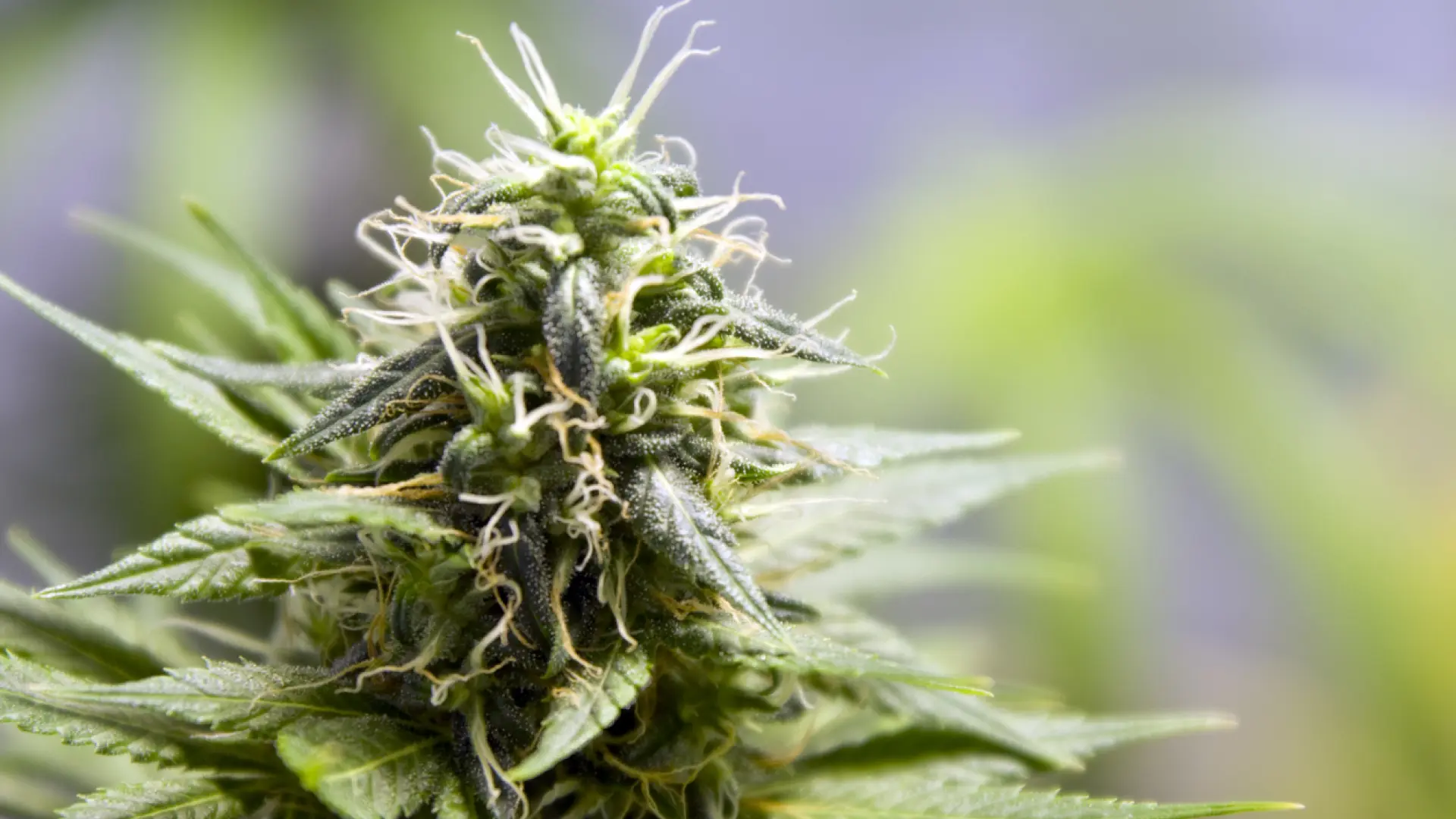 El Gobierno aprueba el cannabis medicinal en preparados estandarizados: Cuáles son sus usos y sus riesgos