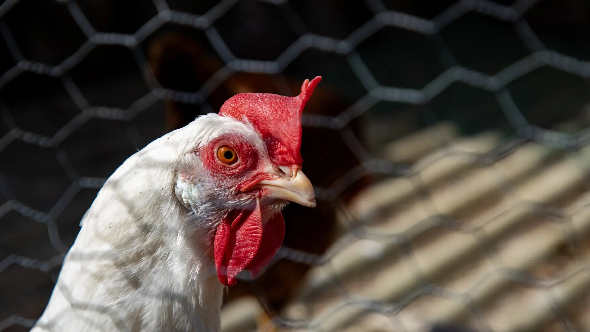 Alemania sacrifica a 400.000 animales por la crisis de gripe aviar, en línea con los peores datos de 2021 Alemania sacrifica a 400.000 animales por la crisis de gripe aviar, en línea con los peores datos de 2021