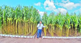 De la selección al diseño: Bayer celebra 40 años de innovación en Tlajomulco