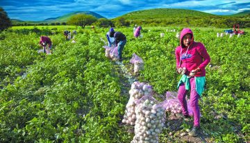 En agosto, sector primario crece 14.5%, manufactura cae 2.2%