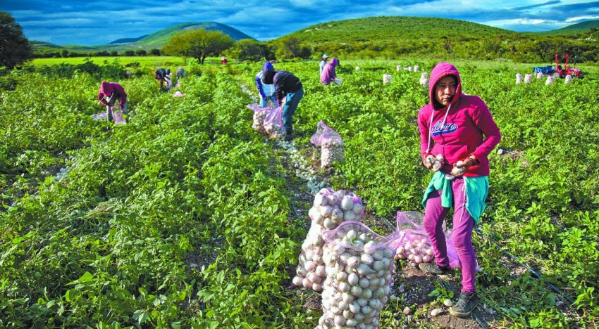 En agosto, sector primario crece 14.5%, manufactura cae 2.2%