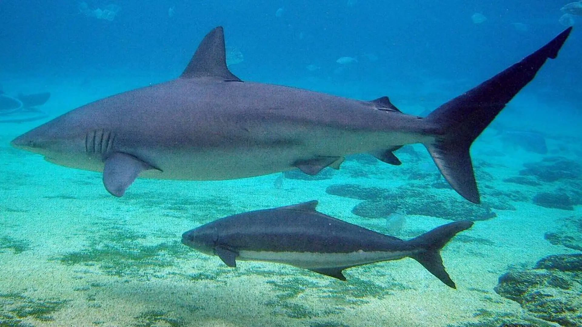 Un tipo de tiburón del Mediterráneo hasta ahora inofensivo mata a un buceador: es el primer ataque registrado Un tipo de tiburón del Mediterráneo hasta ahora inofensivo mata a un buceador: es el primer ataque registrado
