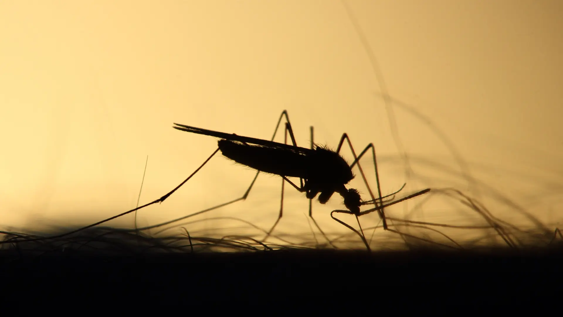 Hallan mosquitos vivos en Islandia por primera vez en la historia