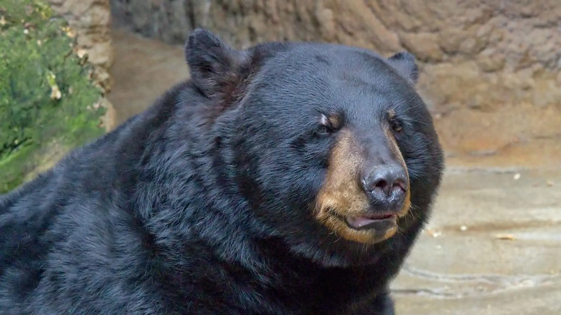 Encuentran el cadáver de un campista después de que enviara a su familia fotos de un oso