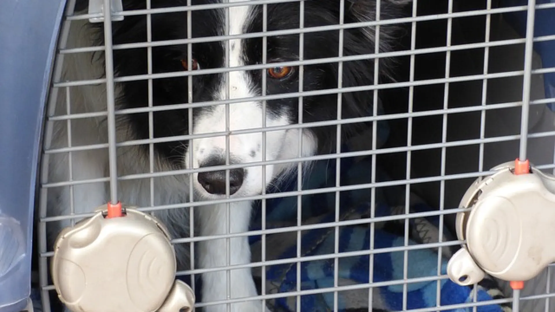 La Justicia europea dictamina que en los viajes aéreos los animales de compañía son parte del equipaje y no pasajeros