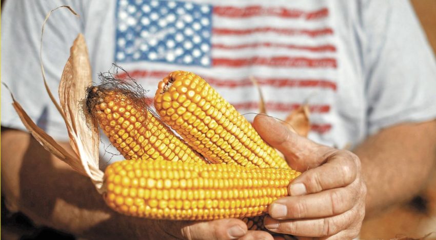 Tailandia acepta aumentar importaciones de maíz de EU y bajar a cero el arancel