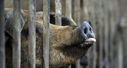 México suspende importaciones de productos porcinos de España ante el brote de peste porcina