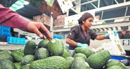 Trump quita aranceles al aguacate y otros productos agropecuarios