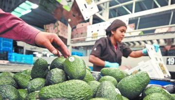 Trump quita aranceles al aguacate y otros productos agropecuarios