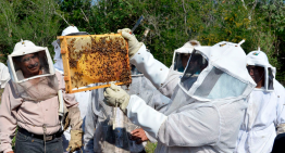 Impulsa Gobierno de Tamaulipas el relevo generacional en la apicultura