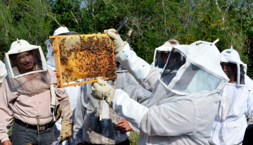 Impulsa Gobierno de Tamaulipas el relevo generacional en la apicultura