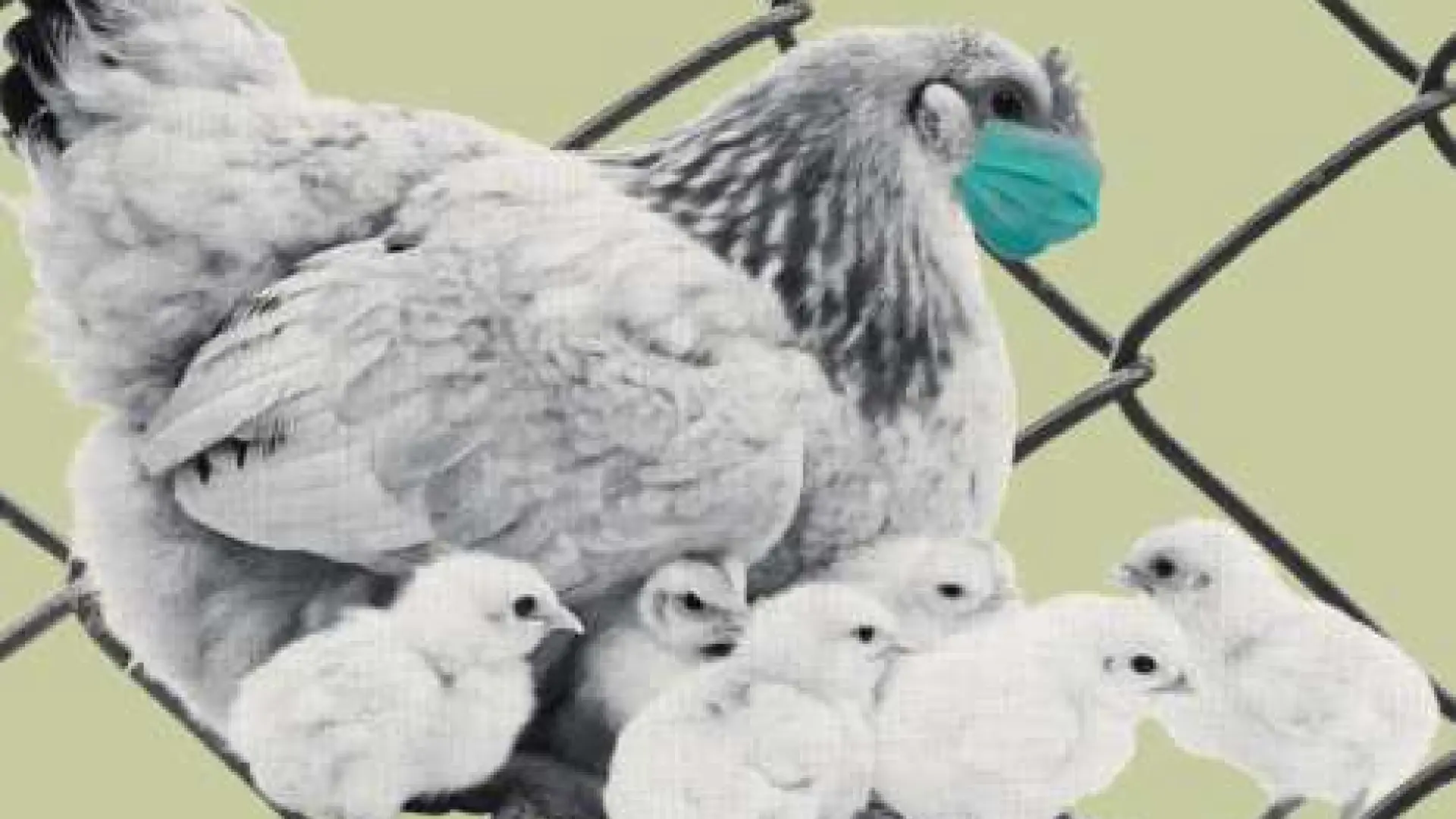 Prohibición de criar gallinas al aire libre en toda España por la influenza aviar: preguntas y respuestas