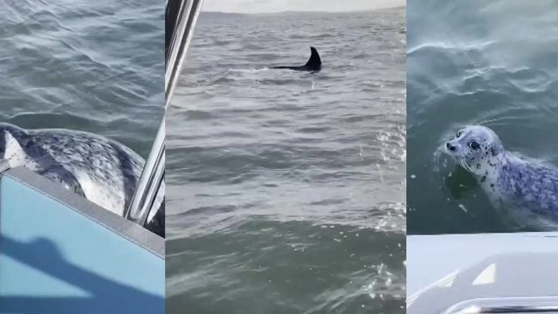 El momento en el que una foca se sube a un barco y logra escapar de ser devorada por una orca