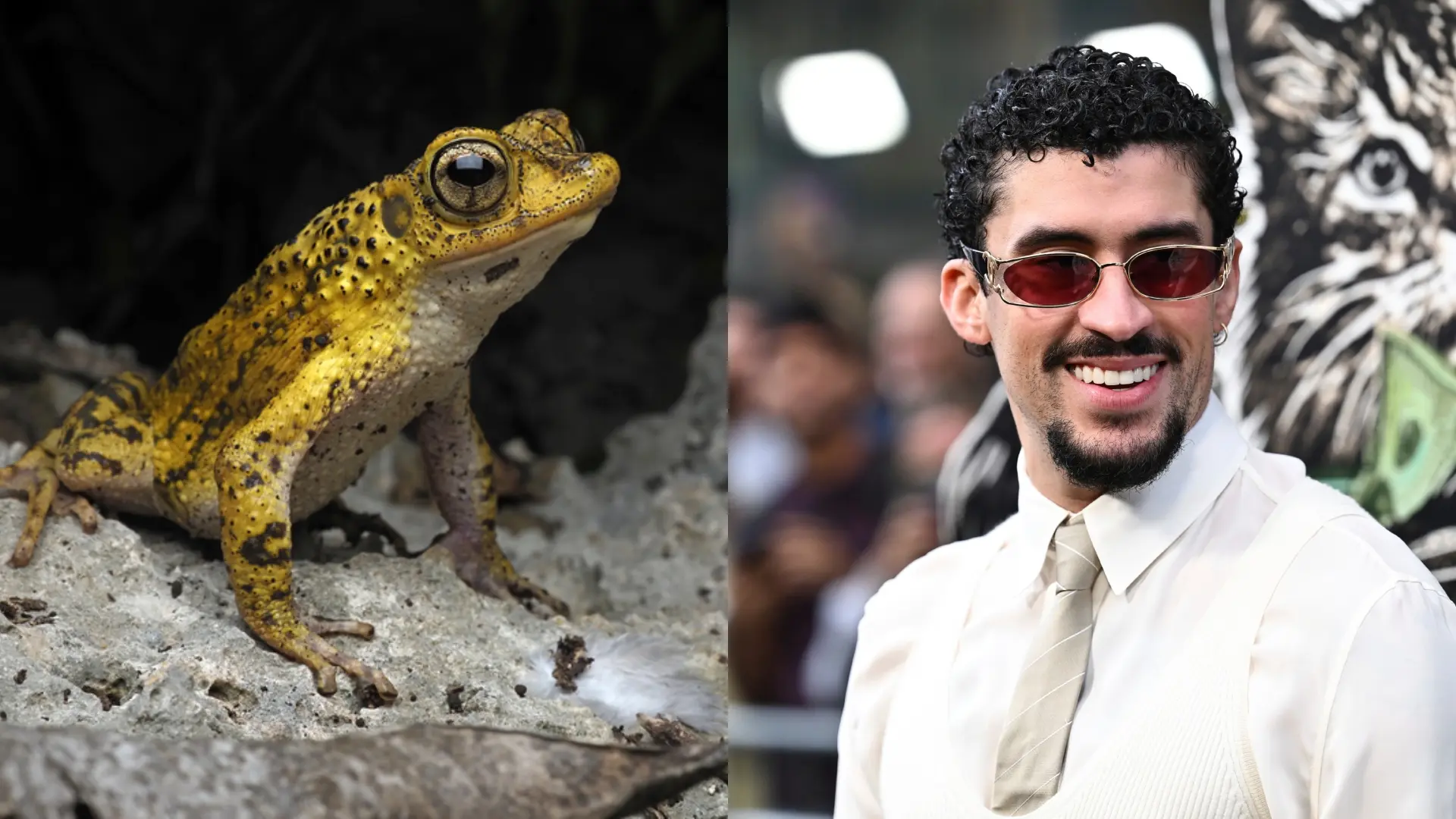 El sapo concho desafía la extinción de su especie con su fama mundial junto a Bad Bunny