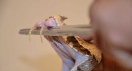 Científicos de la UNAM crean antídoto contra mordeduras de las serpientes más letales de África