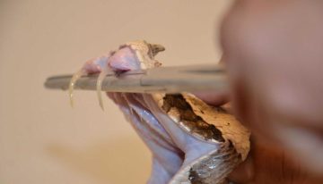 Científicos de la UNAM crean antídoto contra mordeduras de las serpientes más letales de África
