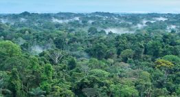 COP30: por qué debemos ser cautos ante el fondo de 125 000 millones de dólares para conservar bosques tropicales