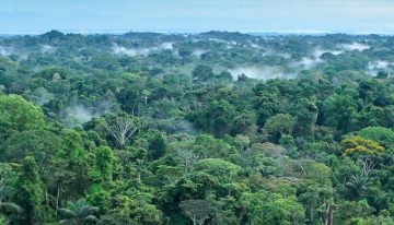 COP30: por qué debemos ser cautos ante el fondo de 125 000 millones de dólares para conservar bosques tropicales