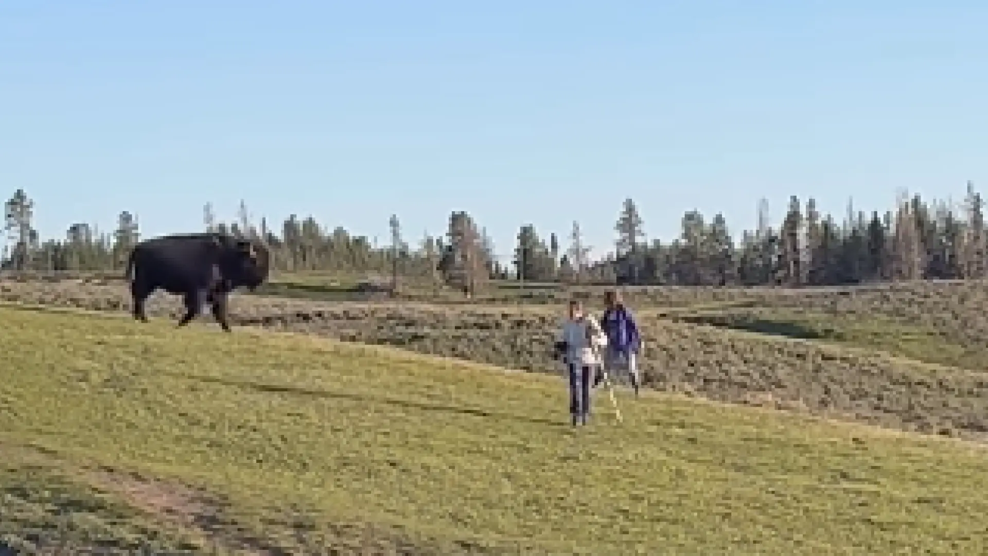 Un bisonte intenta embestir a dos turistas del parque Yellowstone que se habían acercado demasiado para verle