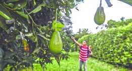 Revés arancelario de EU en alimentos da impulso a Colombia