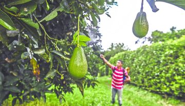 Revés arancelario de EU en alimentos da impulso a Colombia