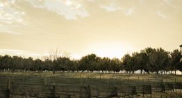 Parras, origen del vino en América y el oasis donde nacen las nuevas bodegas mexicanas