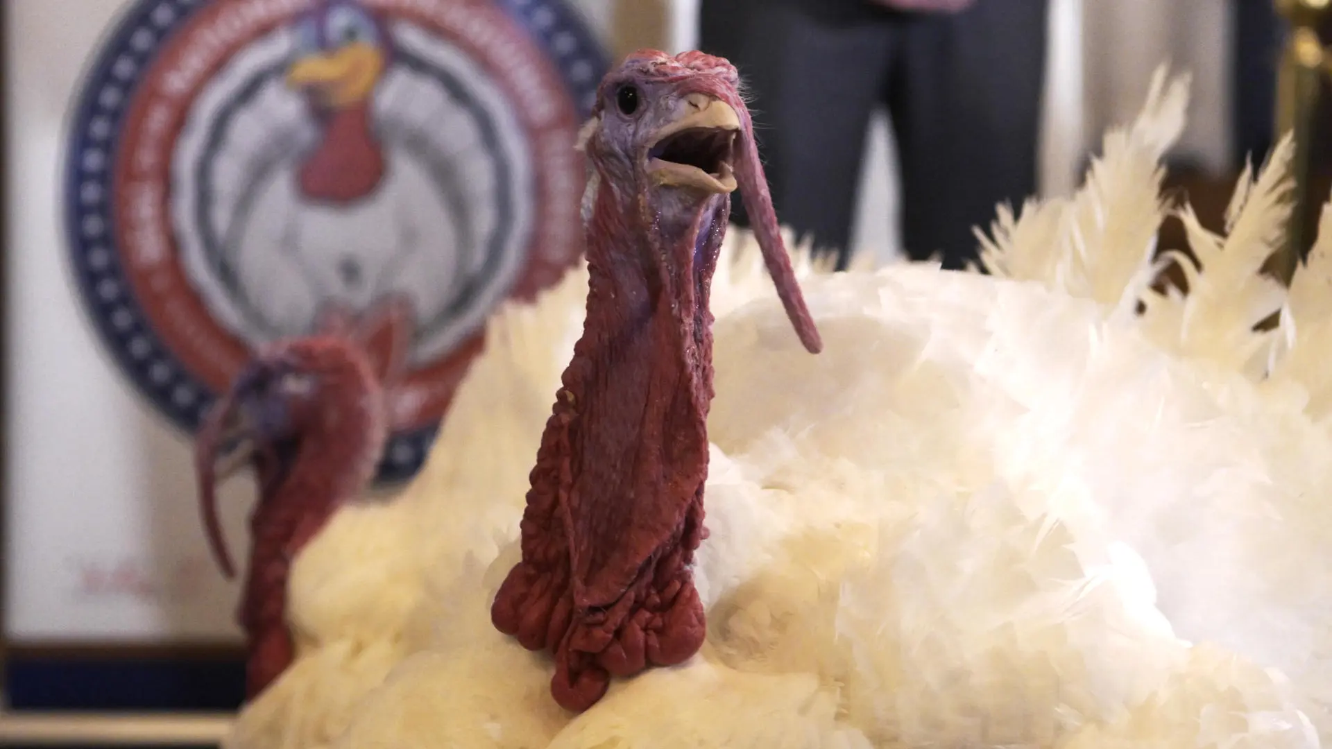 Trump indulta a dos pavos por Acción de Gracias y bromea sobre los perdones otorgados a otras aves por Biden