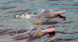 Proyecto Sotalia denunció el maltrato indiscriminado a una tonina en el río Orinoco (VIDEO)