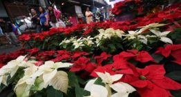 Cómo cuidar tus nochebuenas y que te duren todo el año