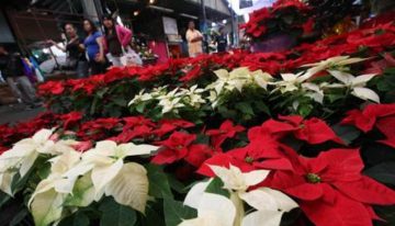 Cómo cuidar tus nochebuenas y que te duren todo el año