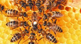 Uruguay investiga producto químico que provocó la muerte de millones de abejas