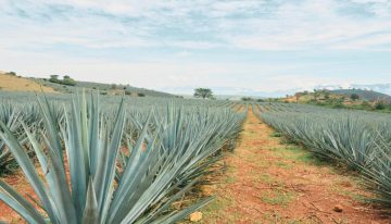 Tequila obtiene reconocimiento y protección en Emiratos Árabes Unidos