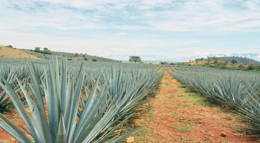 Tequila obtiene reconocimiento y protección en Emiratos Árabes Unidos