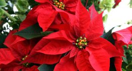 Día Nacional de la Nochebuena: por qué se celebra el 8 de diciembre y qué estados la producen