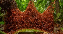 Las hormigas tienen un sistema de sacrificio selectivo para evitar brotes, según Nature