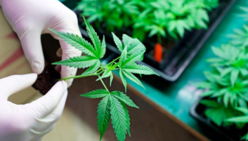 Trump considera reclasificar la marihuana como una droga menos peligrosa en EU