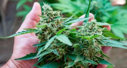 Acciones de empresas de cannabis caen tras orden de Trump de reclasificar la marihuana