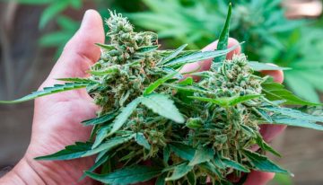 Acciones de empresas de cannabis caen tras orden de Trump de reclasificar la marihuana