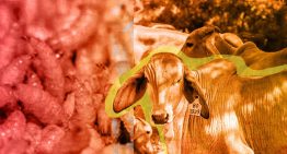 CNOG advierte sobre pérdidas por 700 millones de dólares ante freno de exportación de ganado por gusano barrenador