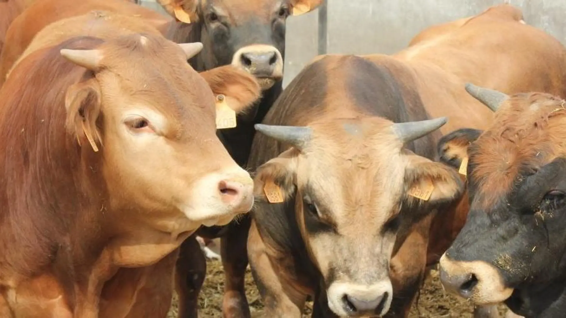 Francia se prepara para generalizar la vacuna contra la dermatosis a toda la cabaña bovina