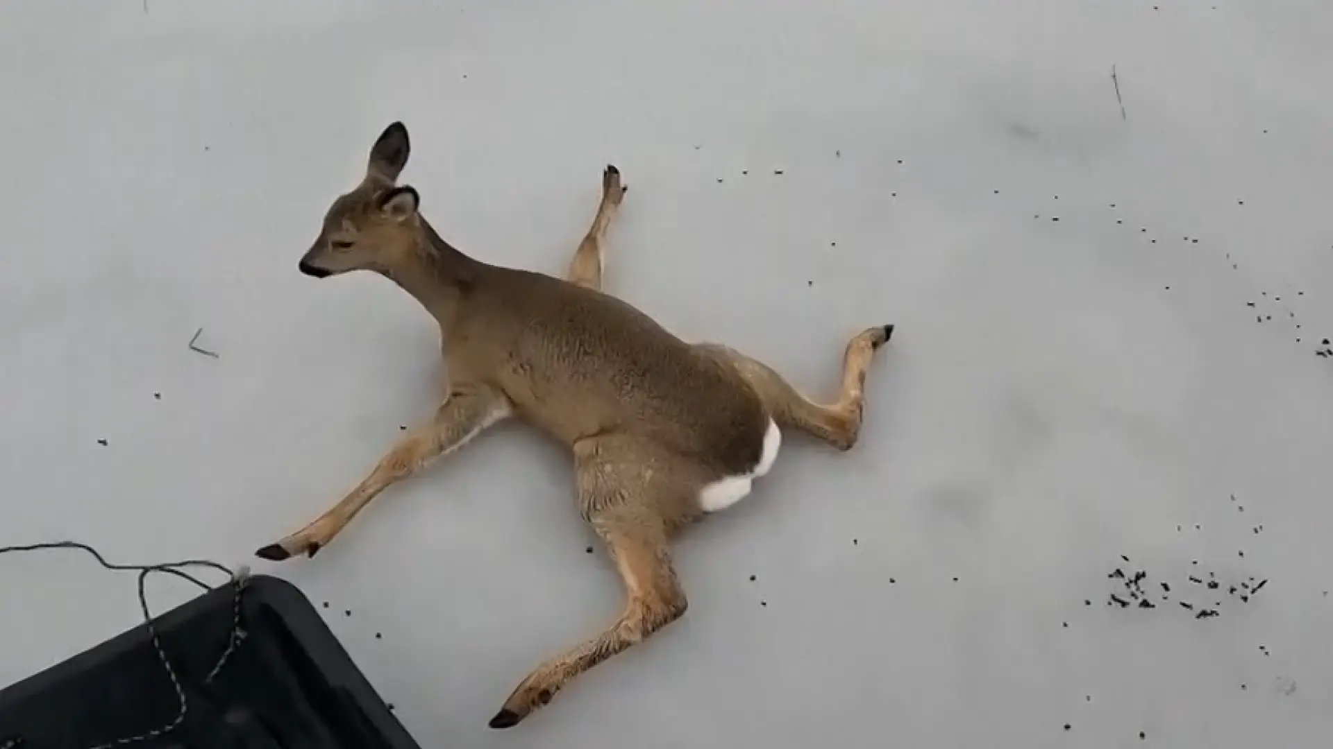 Rescatados más de 300 corzos en lagos congelados de Rusia