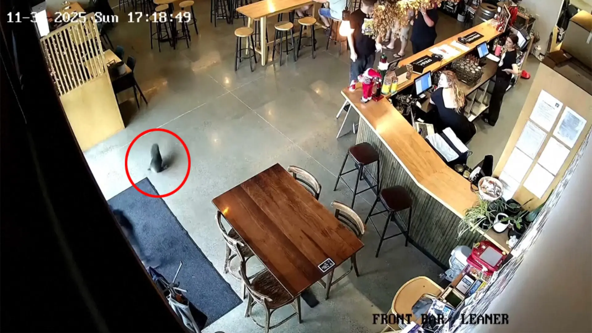 Una foca bebé entra en un bar y revoluciona a los clientes: «Todo el mundo estaba en 'shock»