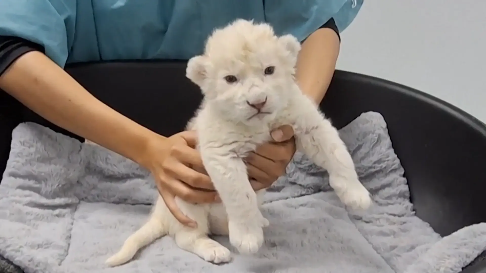 Dos nuevos cachorros de león blanco en Venezuela, una especie con solo 120 ejemplares