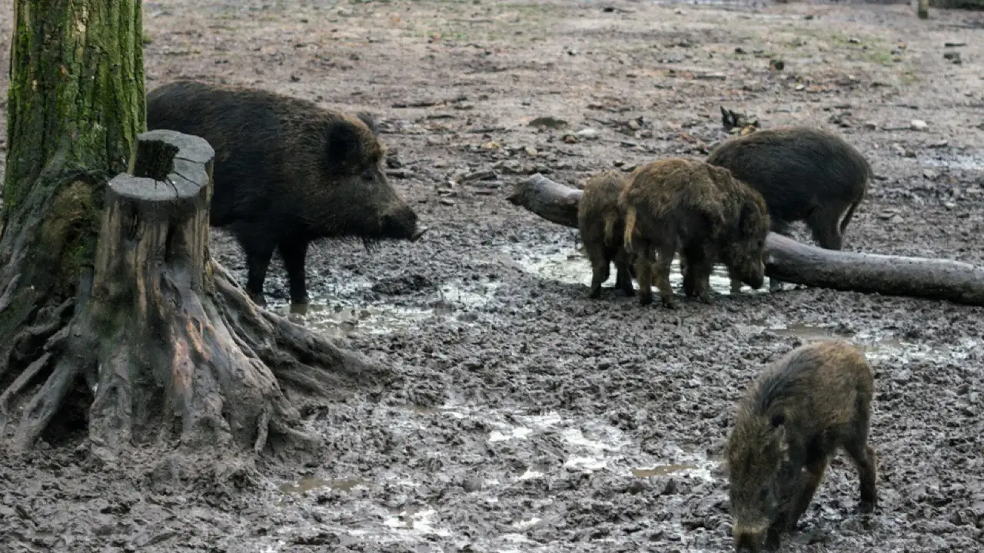 Sudáfrica suspende la entrada de carne de cerdo y otros derivados por la peste porcina