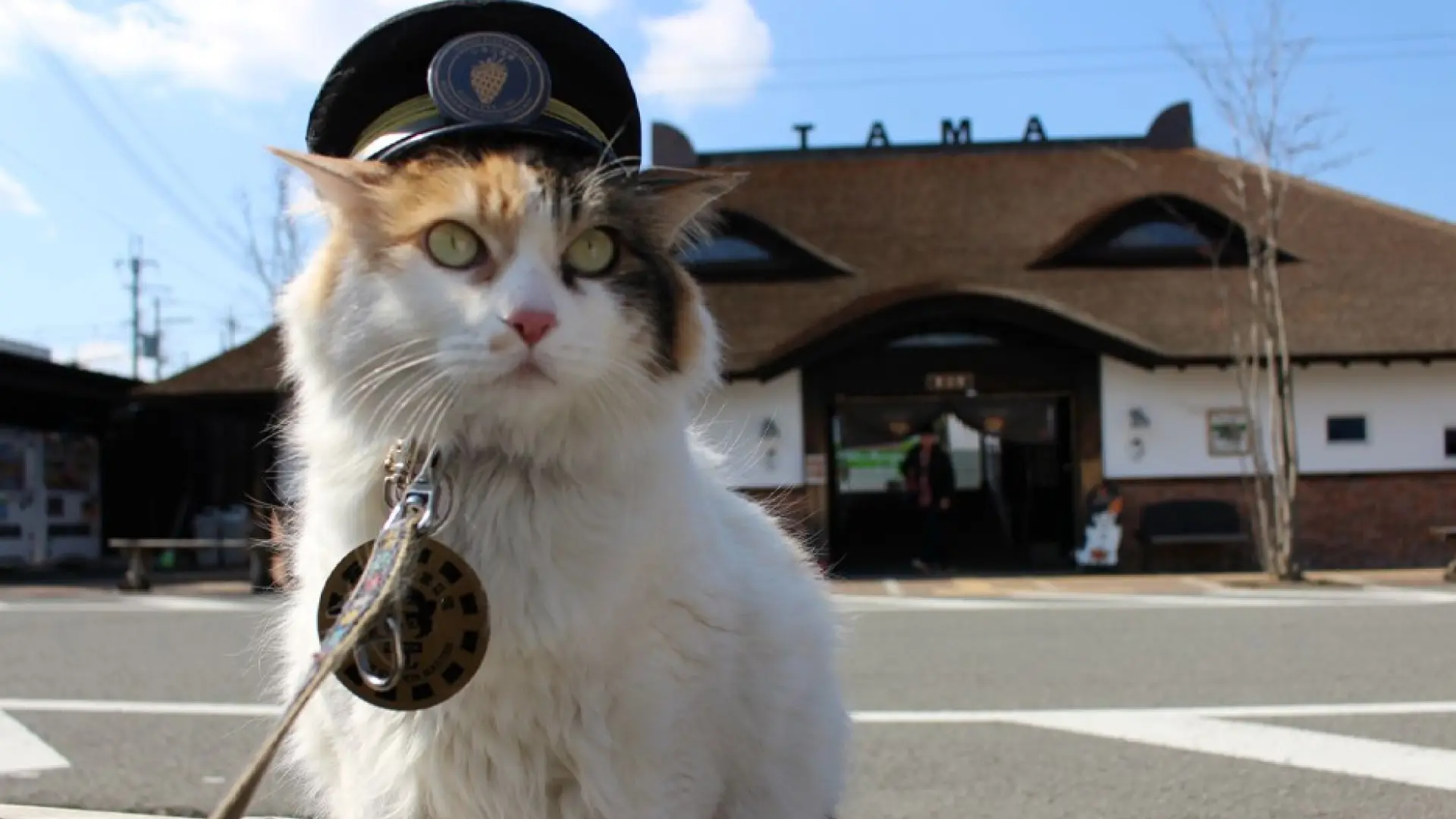 Japón despide con honores a Nitama, la famosa gata jefa de una estación de tren