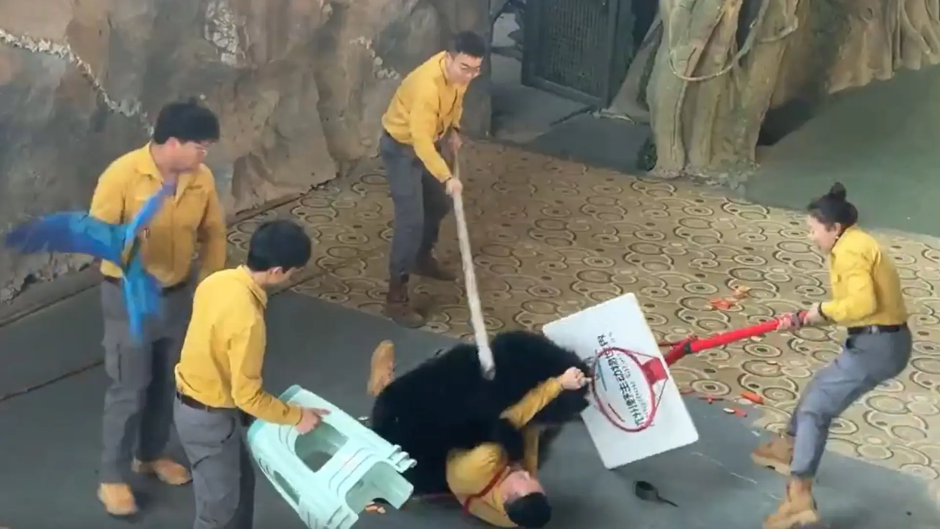 El aterrador momento en el que un oso ataca a un cuidador en un zoo en China